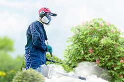 Обработка сада от паразитов - необходимые меры и их регулярность  в Челябинске