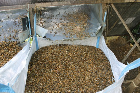 Kamenclub.ru: Галька окат (серо-желтая) фр.10-20 мм. купить  в Челябинске галька серо-желтая, рыжая, серый речная окатанная округлая галька 5000 руб/т   фото КАМЕНЬ КЛУБ