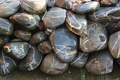 Kamenclub.ru: Валунчик Паутинник фр.100-300 мм  купить в Челябинске крупный природный камень галечник темно-серый с прожилками белый черный речной валунчик 5000 руб/т   фото КАМЕНЬ КЛУБ