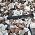 Kamenclub.ru: Мраморная крошка (щебень крошка микс : белый-черный-розовый) фр. 20-40 мм.  купить в Челябинске мрамор белый, черный, розовый декоративная ландшафтная крошка 12000 руб/т   фото КАМЕНЬ КЛУБ