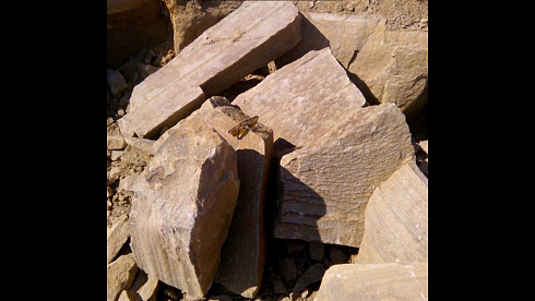 Kamenclub.ru: Песчаник пластушка желтый с рисунком (4-6 см)  купить в Челябинске плитняк пластушка желтый с рисунком песчаник 9 000 руб/м3   фото КАМЕНЬ КЛУБ