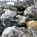 Kamenclub.ru: Черный гранит - кварцит фр. 500-1000 мм.  купить в Челябинске гранит кварцит черный серый белый скальный колотый валун 9750 руб/т   фото КАМЕНЬ КЛУБ