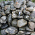 Kamenclub.ru: Валунчик Паутинник фр.100-300 мм  купить в Челябинске крупный природный камень галечник темно-серый с прожилками белый черный речной валунчик 5000 руб/т   фото КАМЕНЬ КЛУБ