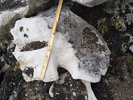 Kamenclub.ru: Выветренный известняк со мхом фр. 100-500 мм.  купить в Челябинске известняк серый белый зеленый валун известняковый крупный 10000 руб/т   фото КАМЕНЬ КЛУБ