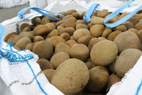 Kamenclub.ru: Песчаник ядра, фр. 100-300 мм  купить в Челябинске песчаник бежевый серый рыжий речная галька 5 000 руб/т   фото КАМЕНЬ КЛУБ