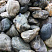 Kamenclub.ru: Речной валун Кабанчик фр.300-500 мм.  купить в Челябинске крупный природный камень галька серый, темно-серый речной валун галечник масштабный 7000 руб/т   фото КАМЕНЬ КЛУБ
