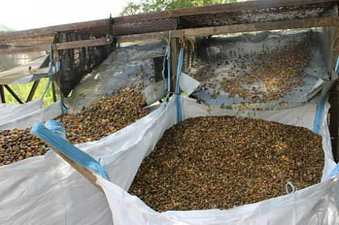 Kamenclub.ru: Галька окат (серо-желтая) фр.10-20 мм. купить  в Челябинске галька серо-желтая, рыжая, серый речная окатанная округлая галька 5000 руб/т   фото КАМЕНЬ КЛУБ