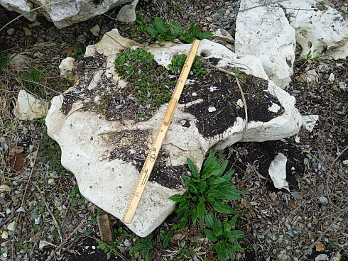 Kamenclub.ru: Выветренный известняк со мхом фр. 100-500 мм.  купить в Челябинске известняк серый белый зеленый валун известняковый крупный 10000 руб/т   фото КАМЕНЬ КЛУБ