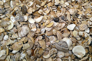 Морская ракушка фр. 5-20 мм  купить в Челябинске фото Камень Клуб